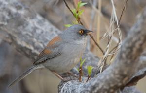 Junco phaeonotus