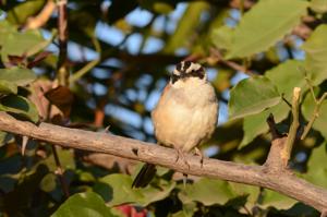 Peucaea ruficauda