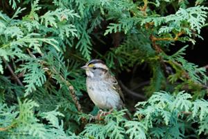 Zonotrichia albicollis