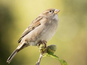 Passer domesticus