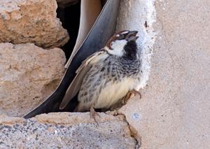 Passer hispaniolensis