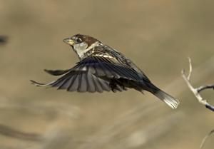 Passer hispaniolensis