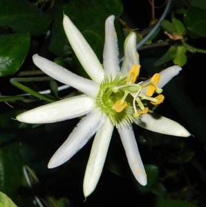 Passiflora galbana