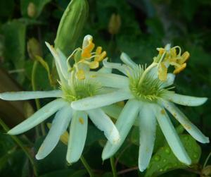 Passiflora galbana