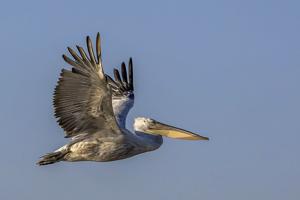 Pelecanus crispus