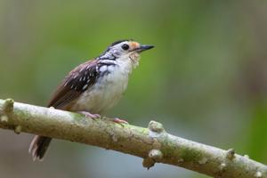 Kenopia striata