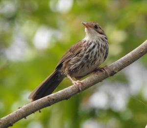 Pellorneum ruficeps