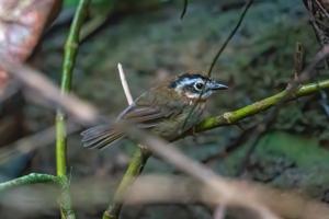Schoeniparus rufogularis
