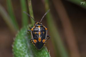 utils/thumbs/Pentatomidae/Bagrada_5rsB868GpFypm6RAnA3HXX.jpg