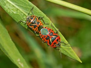 Eurydema ventralis