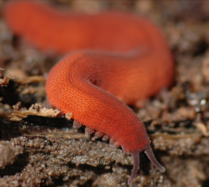 utils/thumbs/Peripatidae/Epiperipatus_mqEwEyB6qrdHzPTZjygVLW.png