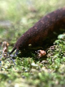 Anoplokaros keerensis