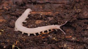 utils/thumbs/Peripatopsidae/Tasmanipatus_aWdUBWVrhgkt4fFLGjzv3E.jpg