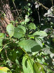 utils/thumbs/Petiveriaceae/Petiveria_CRTdkyJvYcRRnhtThkV3Kb.jpg