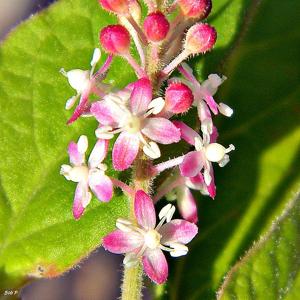 utils/thumbs/Petiveriaceae/Rivina_JiNngEyZoaWXzSAdfvfV2n.jpg