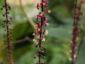 Trichostigma peruvianum
