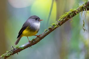 utils/thumbs/Petroicidae/Cryptomicroeca_gjGgqfx4ZY4RNS78AfLS54.jpg