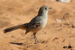 utils/thumbs/Petroicidae/Drymodes_mXsbbmPKRZ84MJWCQNELU7.jpg