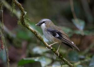 Heteromyias cinereifrons