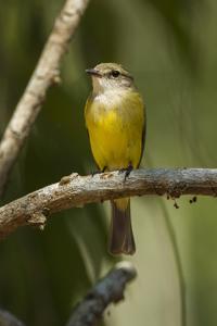 utils/thumbs/Petroicidae/Microeca_DCg6LAakTkFHFboUpjTUxZ.jpg