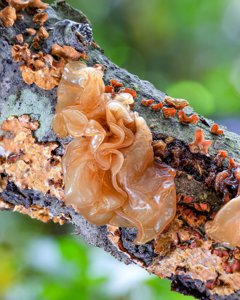 Phaeotremella frondosa