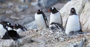 Leucocarbo bransfieldensis