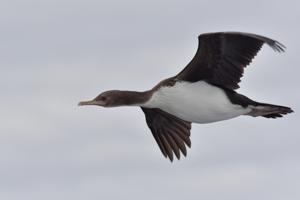 Leucocarbo ranfurlyi