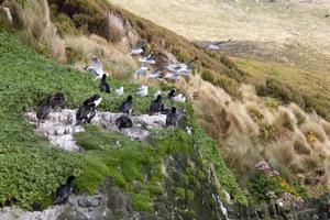 Leucocarbo campbelli