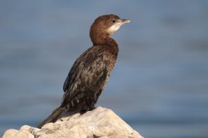 Microcarbo pygmaeus