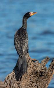 utils/thumbs/Phalacrocoracidae/Microcarbo_en3RXogsyxbaxEYAcpS9Uu.jpg