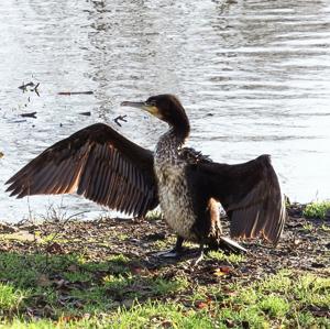 Phalacrocorax carbo