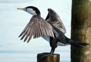 Phalacrocorax varius