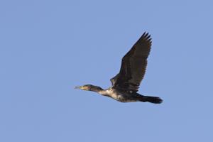 Phalacrocorax carbo