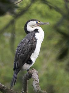 Phalacrocorax varius