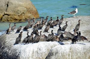 Phalacrocorax capensis