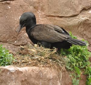 Phalacrocorax neglectus