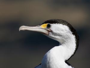 Phalacrocorax varius