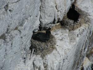 Phalacrocorax capensis