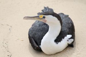 Phalacrocorax varius