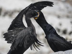 Phalacrocorax capensis