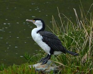 Phalacrocorax varius