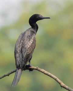 Phalacrocorax fuscicollis