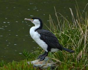 Phalacrocorax varius
