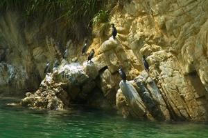 Phalacrocorax punctatus