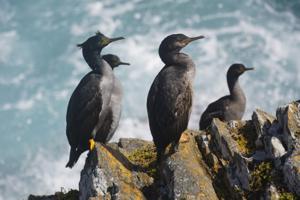 Phalacrocorax featherstoni