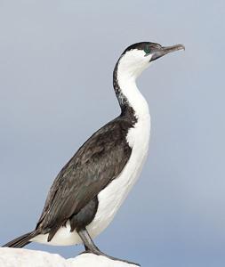 Phalacrocorax fuscescens