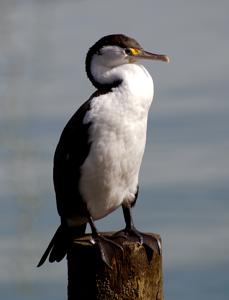 Phalacrocorax varius