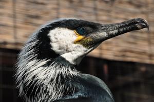 Phalacrocorax capillatus
