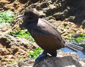 Phalacrocorax neglectus