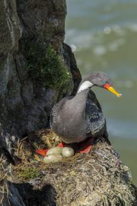 Poikilocarbo gaimardi